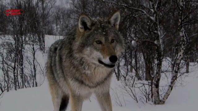Виктор Руцинский    -      Одинокий волк