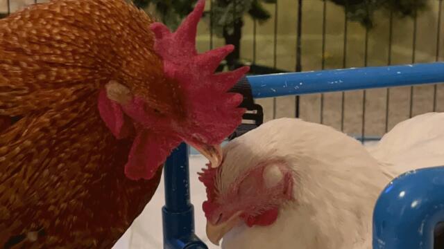 Rooster falls in love with disabled chick