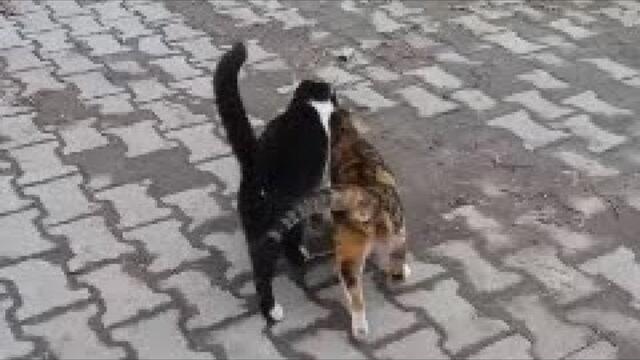 Две мъжки котки отхвърлят една и съща женска котка (противоположния свят)