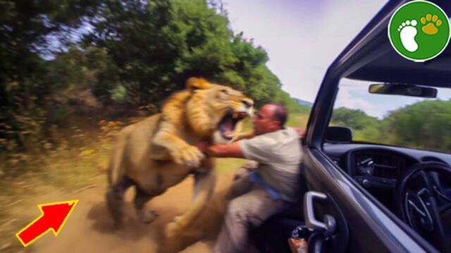 When Animals Go On A Rampage! Interesting Animal Moments CAUGHT ON CAMERA #5