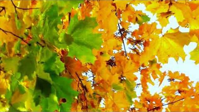 Осень После Бала.