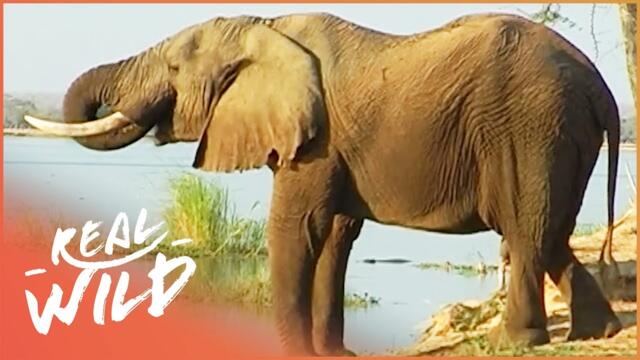 The Elephant That Changed Africa (Wildlife Documentary) | Big Boy | Real Wild