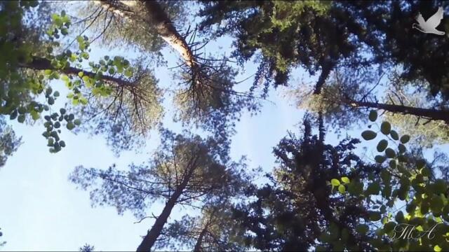 Эдгар Туниянц - Одинокая тишина...   /  Ах, как хочется тишины!