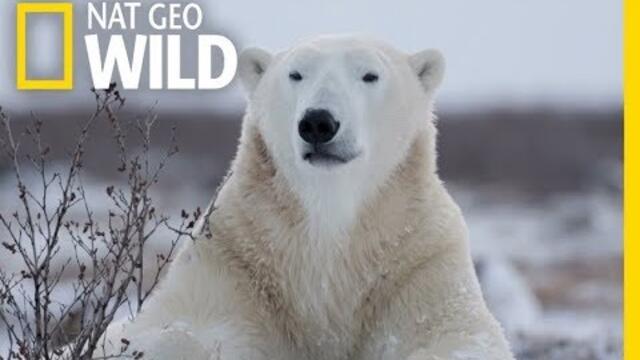 Wild Polar Bear - Predator of Arctic Ocean | Ice Bears (2018 Documentary)