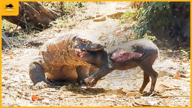 35 Heart Stopping Moments Komodo Dragon's Deadly Encounter with a Wild Boar | Animal Fight