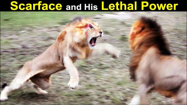 Legendary Lion Scarface & The Story of His Scar | The Rise & Fall of World Famous Lion