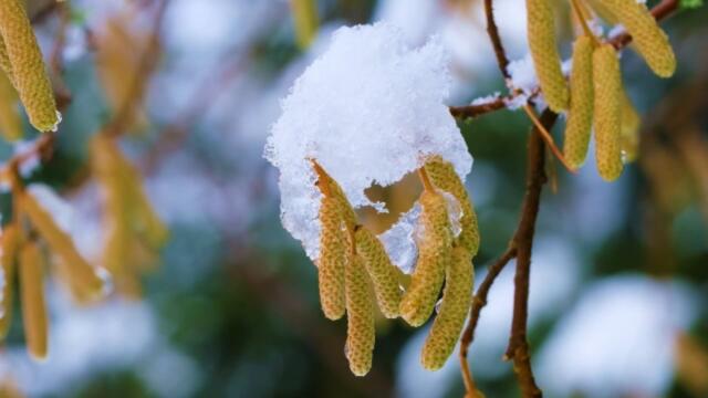 Расцветают скверы, парки снежной белизной