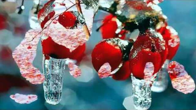 ПЛАКАЛА  РЯБИНА  ПО  УТРУ