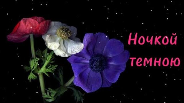 Бандера метелица. Ночка темная бандера. Ночка темная бандера. Ночка темная бандера. Бандера метелица.