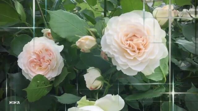 Цветы Августа под Невероятно Красивую Музыку Сергея Грищука!