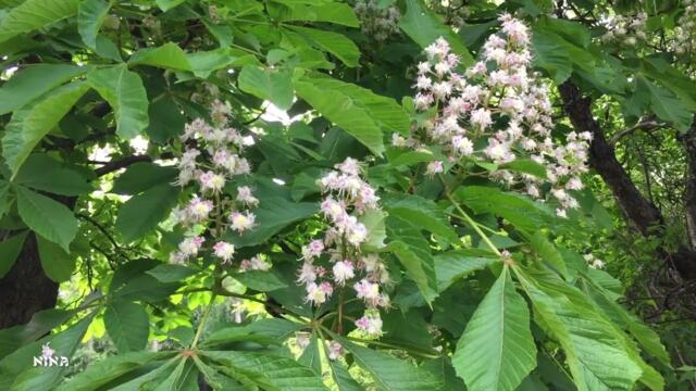 Природа Цветущего Мая/   МУЗЫКА С  Чекалина   -   "Рассвет"