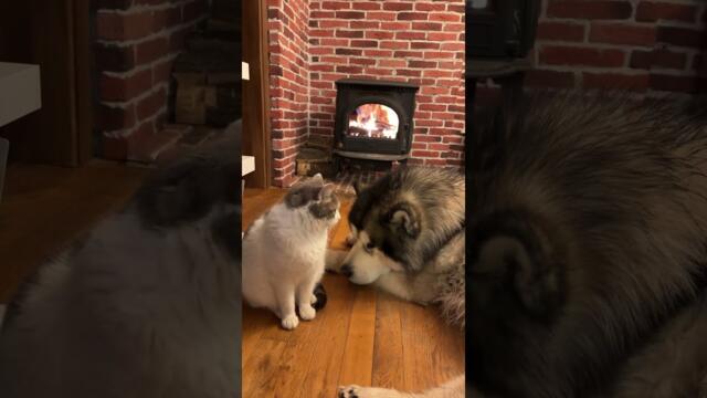 Домашен уют и сладките любимци - А. Сивилов, 9 януари 2024 г.