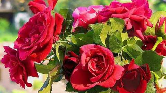 Вы мне нравитесь, взрослая женщина..