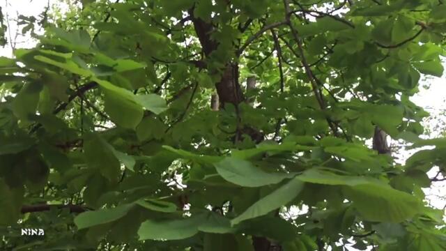 Дыхание Природы под Романтическую Мелодию Сергея Чекалина!