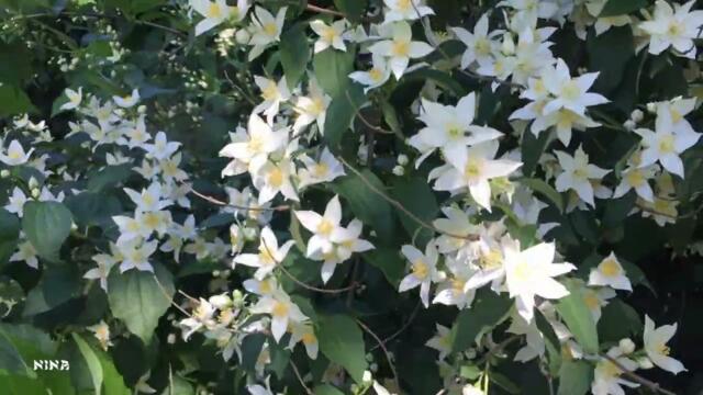 Цветущий Жасмин под Прекрасную Мелодию Эдгара Туниянца!