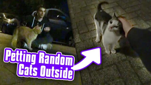 Petting random cats in my neighborhood