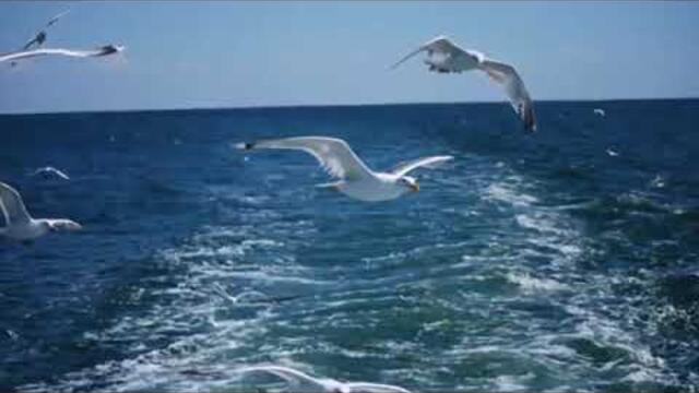 Виктор Бекк    -    Не спешите года