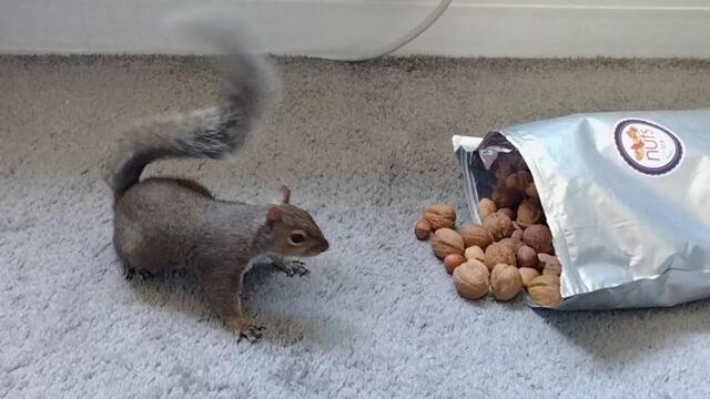 Squirrel's reaction to finding the nut stash