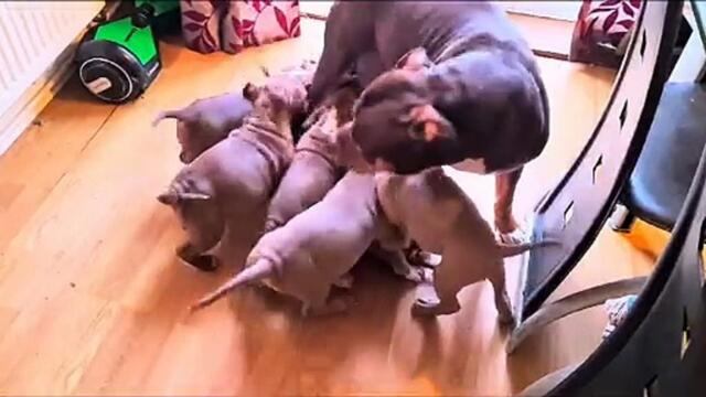 XL Bully puppies in Canterbury