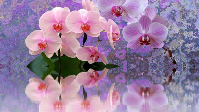 ❤️ Розови орхидеи ... (Music by Sergey Grischuk) ❤️