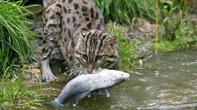 Кошка-рыболов – охотится даже Под водой! Скрытный мастер рыбной ловли!