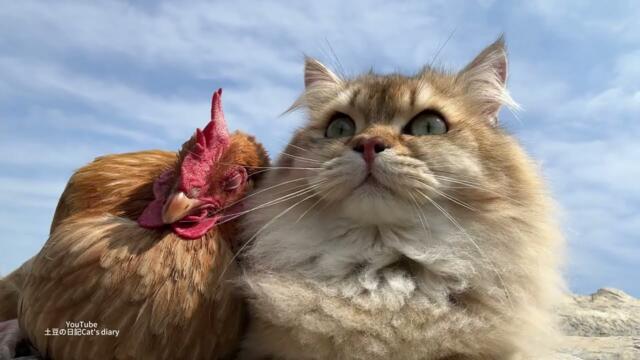 incredible‼️The hen asks the kitten to take her on an outdoor adventure trip!🤣So funny and cute!
