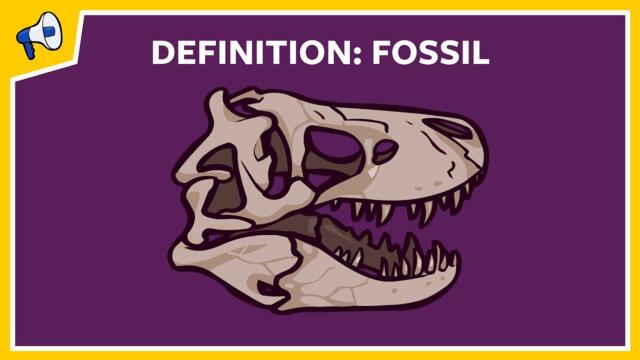 What is a fossil? Quick Definition