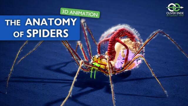 The fantastic anatomy of spiders - all you have to know