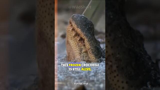 CROCODILES CAUGHT IN FROZEN RIVERS! #Alligatorsbrumation #Aligatorsfoundinafrozenriver #wildlife