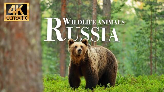 Дикие животные России 4k - Замечательный фильм о дикой природе с успокаивающей музыкой