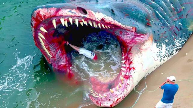 This Is Why The RED Megalodon Is 100 Times More Dangerous Than The Megalodon