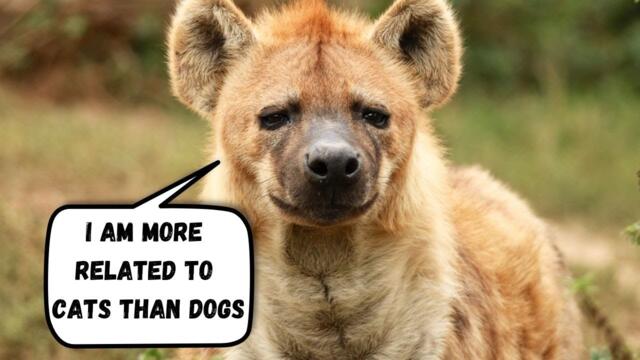What Are Hyenas Dogs Or Cats ?: Mysteries of the Misunderstood Carnivore
