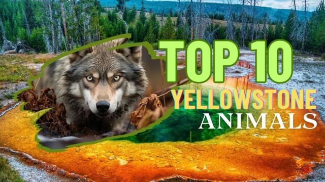Top 10 Yellowstone’s Iconic Animals