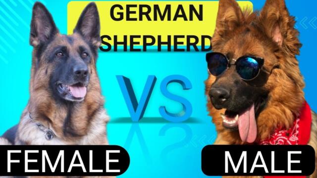 Male VS Female German Shepherd:10 Differences Between Them #gsd #germanshepherd #germanshepherdpuppy