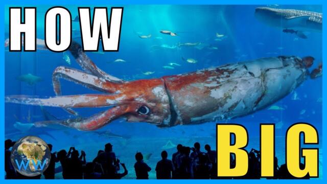 How Big Do Giant (and Colossal) Squid Get? feat.Sea&Me