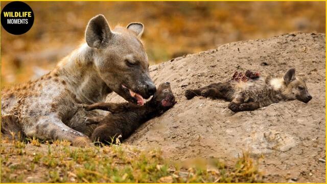 Tragic Moments! Hyena's Emotional Cry After Losing Her Cubs