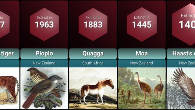 Extinct Animals Lost to History Due to Human Activity