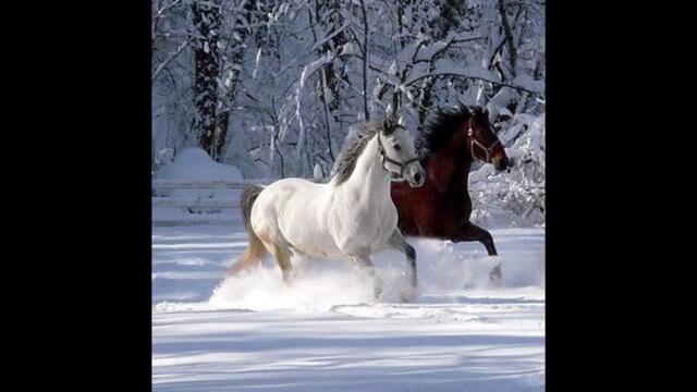 В. ФАДЕЕВ    -    ПОГОНЯЮ ЛОШАДЕЙ