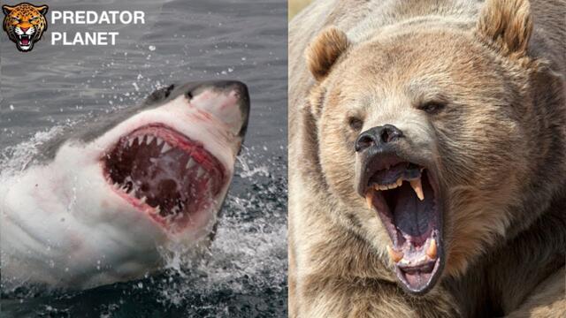 Polar Bear vs. Great White Shark: Apex Predator Battle | Analyzing Strengths and Weaknesses