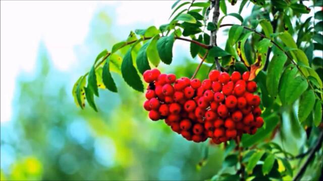 АНАТОЛИЙ КАШКА    -    ПЛАКАЛА РЯБИНА.