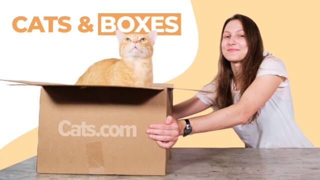 Why Do Cats Love Boxes So Much? The Real Answer