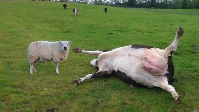 This Sheep Killed a Cow
