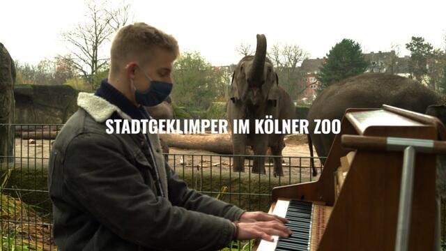 "Animals and the power of music" - Stadtgeklimper im Kölner Zoo