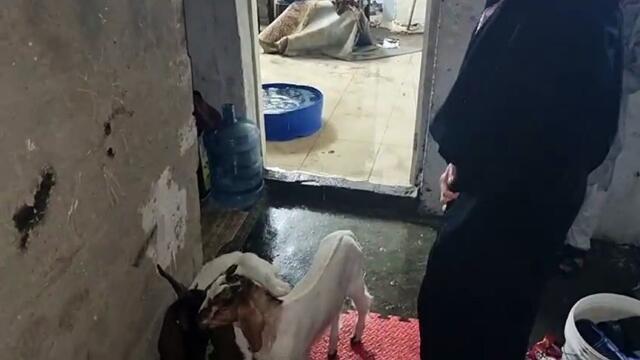 8 children and family homeless in Sharjah after rain