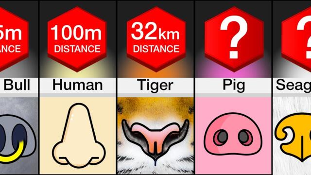 Comparison: Animals Ranked By Sense Of Smell