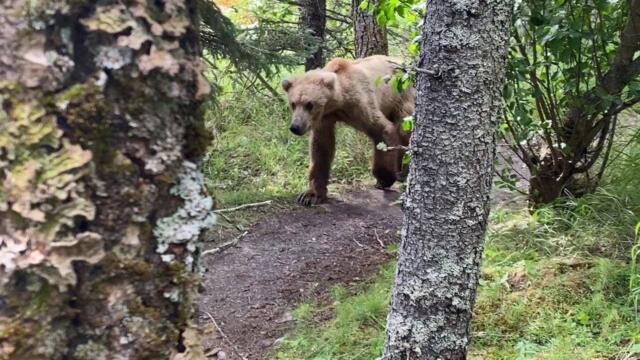 Man runs into a grizzly bear right outside his campsite | SWNS