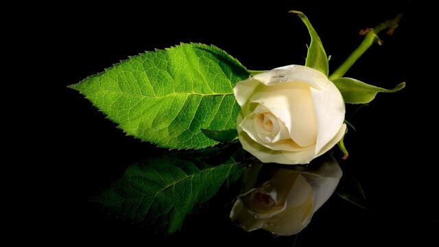 💚 Бели рози ... (Mehdi) 💚