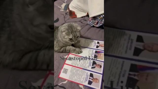 В Русия дори котките избраха Путин!!! - Котики голосуют за Путина (видео из Крыма)
