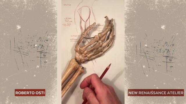 Mastering The Art Of Drawing Arms And Forearms!