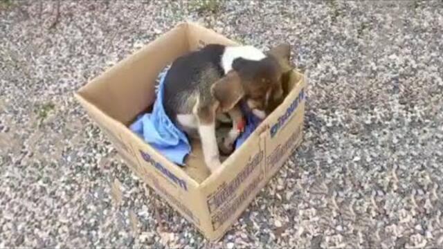 She Depressed, Trying To Hide Her Tears After Believing In Wrong Owner!